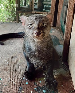 Live Love Learn program  in a Rescue Center - RAREC
