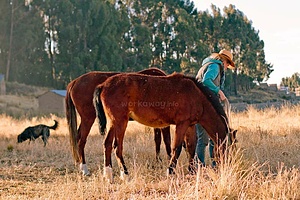 Projet de volontariat dans un refuge pour chevaux au Pérou