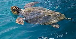 Protecting sea turtle nesting activity - Zakynthos