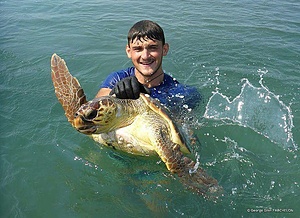 Monitoring sea turtles in the foraging area of Amvrakikos bay