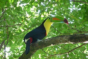 Natural Reserve in the Caribbean Coast