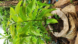 Sensibilisation au changement climatique et construction de pépinières