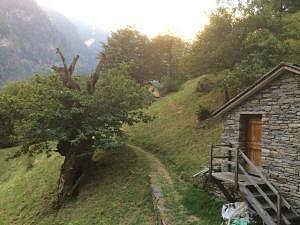 Chestnut forest preservation in Misox (Soazza GR)