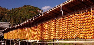 AWARA  (FUKUI)