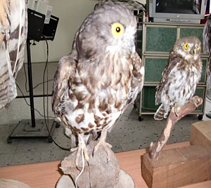 Making a House for Owls