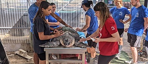 The Sea Turtle Rescue Center - Glyfada