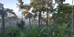 Découvrer notre plantation agroforestière de cacao  en Amazonie