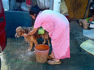 ANIMAL WELFARE