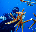 Restauration des récifs coralliens (Curaçao) 