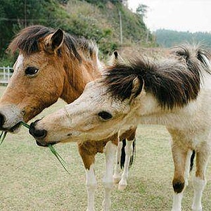 ECO FARM and ANIMAL SANCTUARY