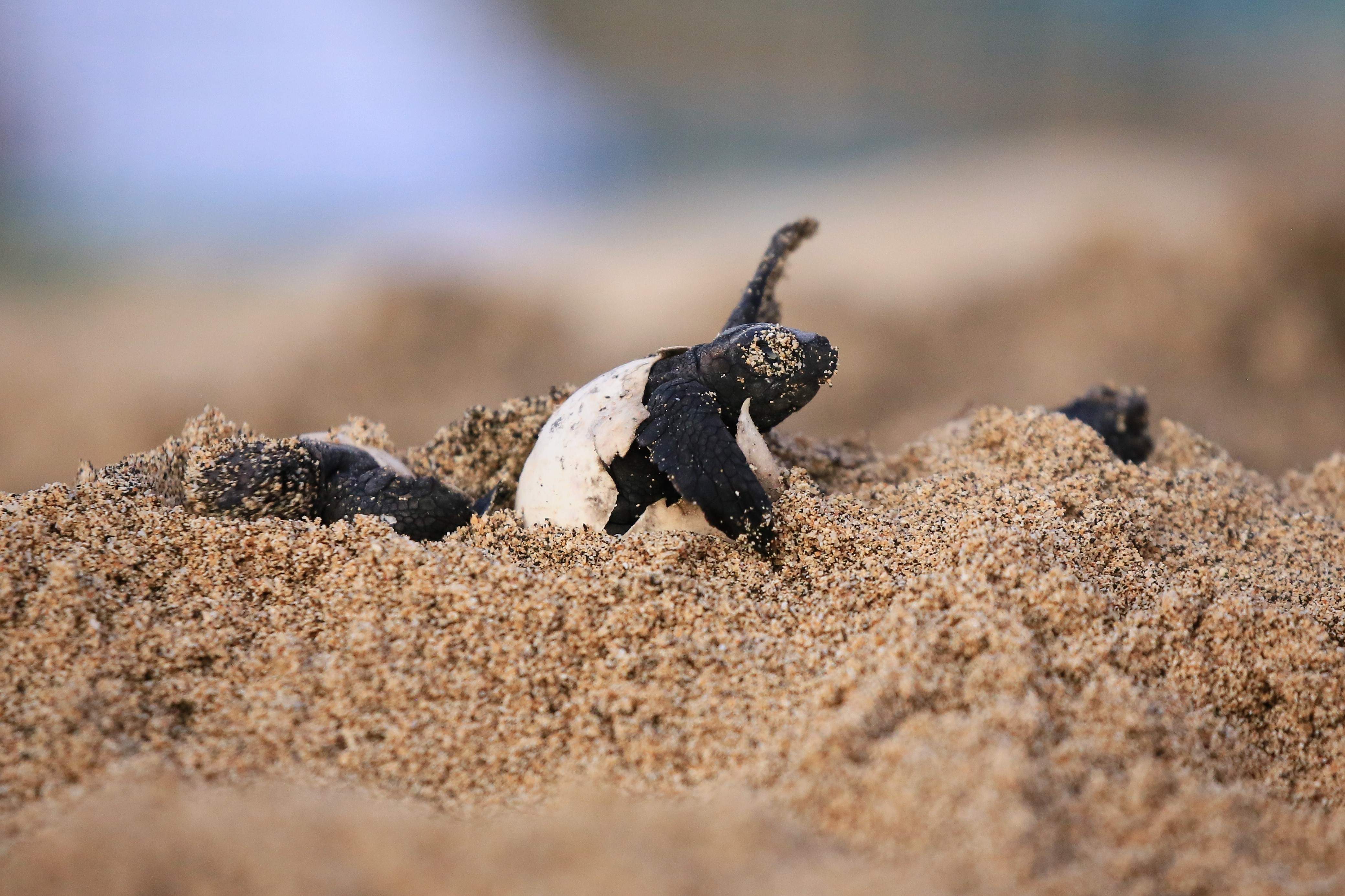 Conservation of the Loggerhead Sea Turtles - Hatching