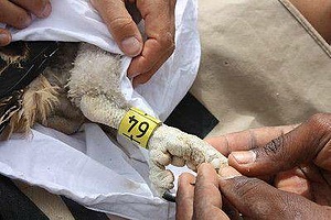Seabirds conservation