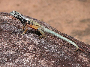 Unesco Project Rainforests of the Atsinanana