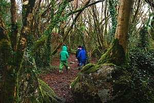 Galway Steiner National School (CES/SVE) 