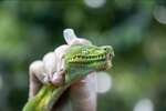 Conservation Intern in the Peruvian Amazon