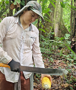 Découvrer notre plantation agroforestière de cacao  en Amazonie