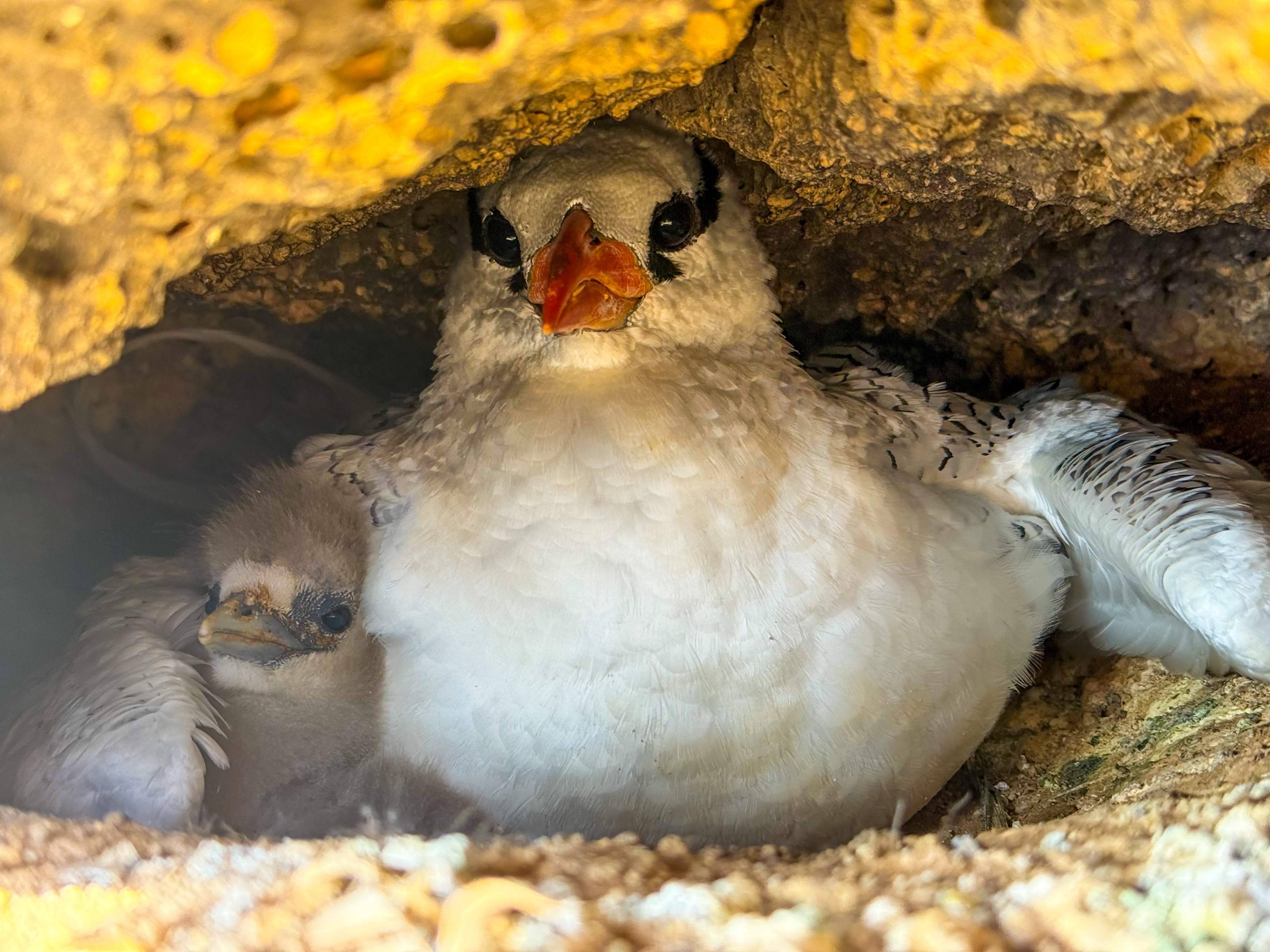 Island Conservation Programme - Sal Island, Cabo Verde