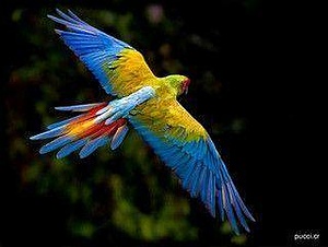 Great green macaw conservation in the Caribbean Coast