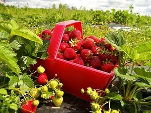 KAASIKU ORGANIC FARM I