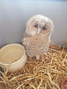 Nouvel Envol – Accueillir et soigner les oiseaux sauvages