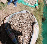Sustainable agriculture project 