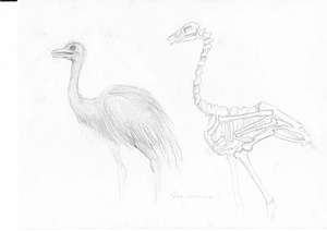 Volunteering Vilnius University Zoology Museum
