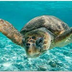 Protecting sea turtle nesting activity - Zakynthos