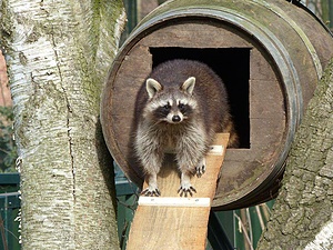 ESC Volunteering Animal Advocacy and Protection