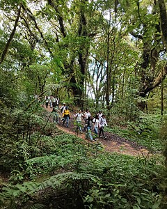 Amitigra