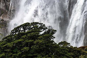 SELVA Y VIDA