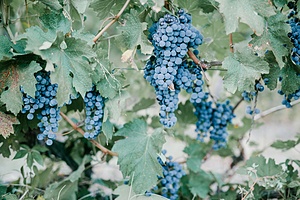 BUILDING THE VARTSIKHE ORGANIC FARM