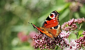 Butterfly garden in the heart of San José