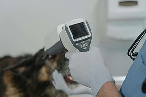 Internship veterinary