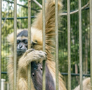 ESC: Monkey Business