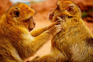ESC: Monkey Business